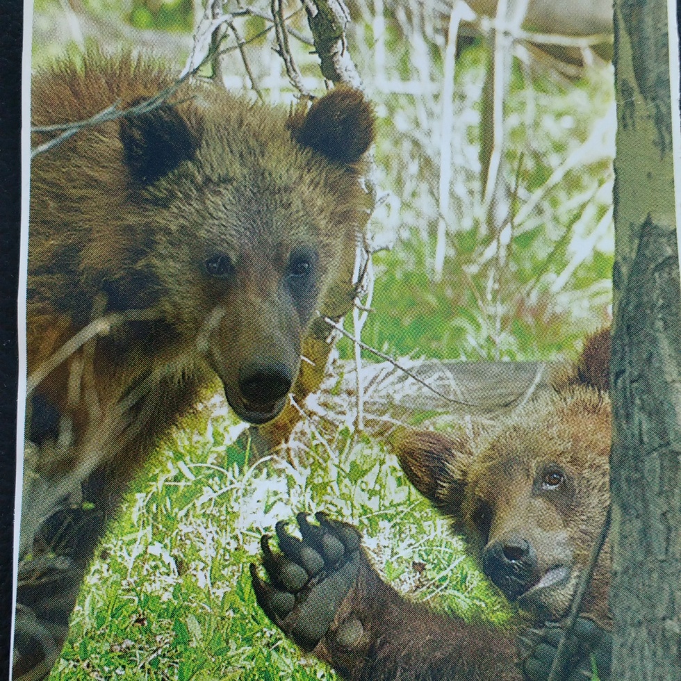 bear, bear cub, yellowstone